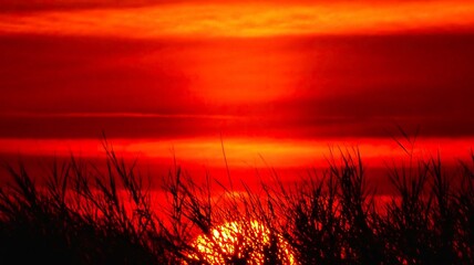 Obraz premium Rice fields of the Albufera of Valencia