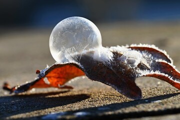 Frozen bubble in nature. A beautiful macro shot of nature in winter. Concept for environment, water and frost.