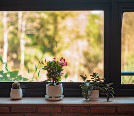 Different green potted plants on window sill at home