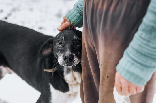 An elderly homeless man caresses his hand on the head of an old sad hungry mongrel dog with scars in the winter on the snow outdoors. Close-up photograph of an animal with a person.