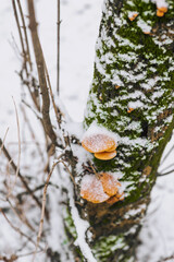 Growing edible orange flammulina mushrooms growing, hanging on a coniferous tree in the snow in winter in the forest. Photography of nature, food, plants. - obrazy, fototapety, plakaty