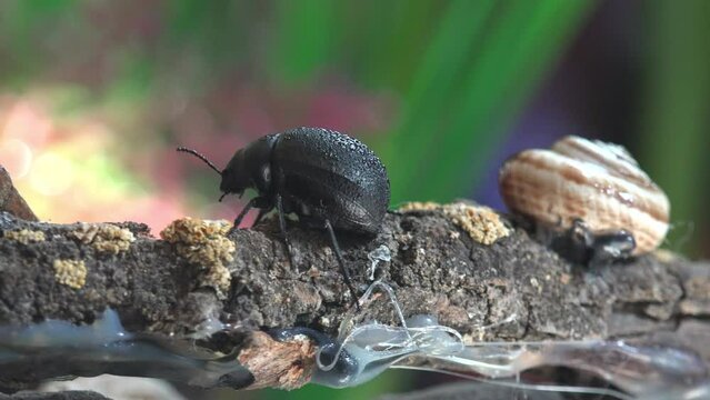 Trypocopris vernalis, known sometimes by common name dor beetle or spring dor beetle, is type of dung beetle, 4k
Animals, Insecta, Coleoptera, Geotrupidae