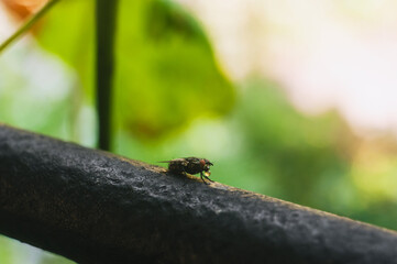 Little black muse sits in nature, drinking water with a bubble in her mouth. Insect photography.