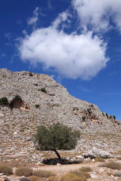 Baum bei Charaki auf Rhodos