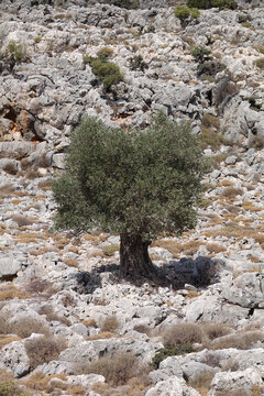 Baum bei Charaki auf Rhodos