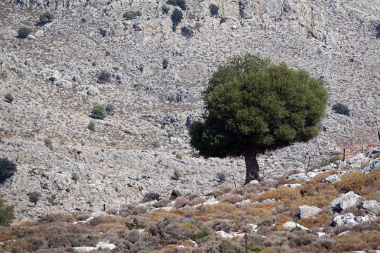 Baum bei Charaki auf Rhodos