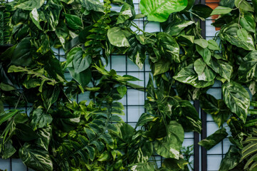 Background of artificial green plant leaves on the fence.