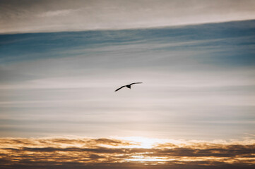 Beautiful lonely seagull, wild bird flies high soaring in the sky with clouds over the sea, ocean at sunset. Photograph of an animal, evening landscape, beauty of nature, silhouette.