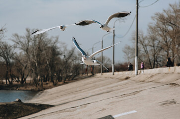 A flock of white gulls and birds are flying in the city near the embankment. Animal photography.