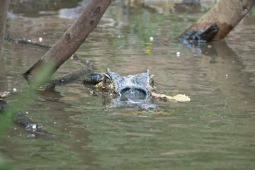 Spectacled caiman (Caiman crocodilus), also known as the white caiman, Santa Rosa de Yacuma Protected Park, Rurrenabaque, Beni, Bolivia