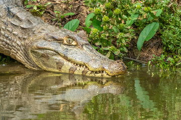Spectacled caiman (Caiman crocodilus), also known as the white caiman, Santa Rosa de Yacuma Protected Park, Rurrenabaque, Beni, Bolivia