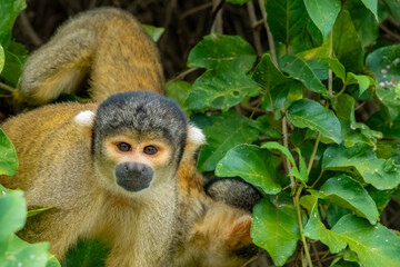 Black-capped squirrel monkey  (Saimiri boliviensis), Santa Rosa de Yacuma Protected Park, Rurrenabaque, Beni, Bolivia