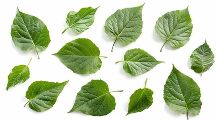 
green leaves on white background