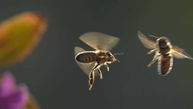 Funny bees confrontation in flight. Slow motion
