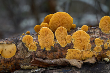 Inedible mushroom Phyllotopsis nidulans on the birch tree. Known as Stinking Orange Oyster or Mock...