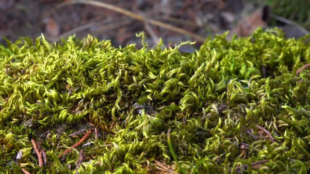 Brachythecium salebrosum, green moss on stones in sprin