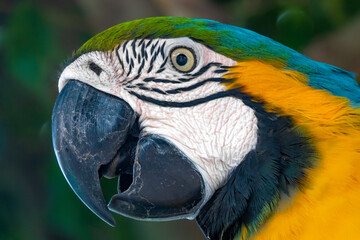 Closeup of a blue-and-yellow macaw (Ara ararauna), also known as the blue-and-gold macaw, Rurrenabaque, Beni, Bolivia