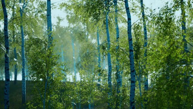panorama of birch forest with sunlight