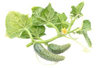 Fresh cucumbers on a white background isolated
