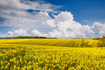 Bright yellow canola field and blue sky on a sunny day.