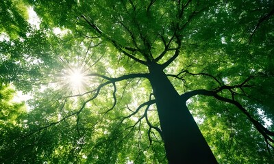 Fototapeta premium Green forest. Tree with green leaves and sunlight. 