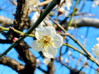 prunus mume blooms beautifully at the end of winter in Japan