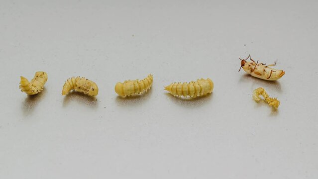 hatching of mealworm beetle time lapse