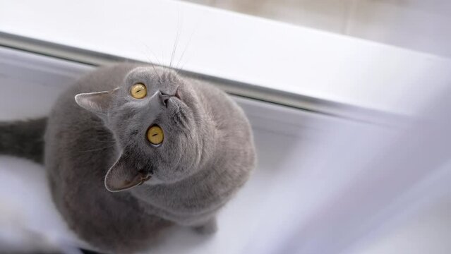 Gray British Cat Sits behind a Curtain on a Windowsill near Window, Looking Up. Close up. Isolated. Portrait of a hiding fluffy domestic British purebred cat with green eyes. Daylight. Pet lifestyle.