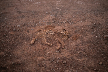Gato atropellado muerto en la carretera de arena, Fuerteventura