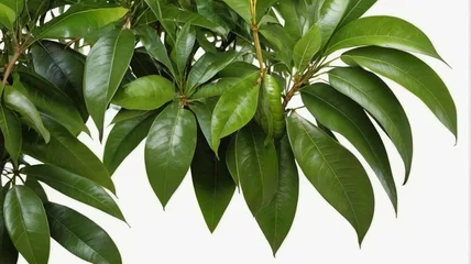 Photo sur Plexiglas Monstera mango fresh green leaves isolated on white