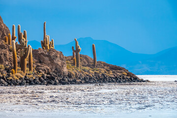 Like a mirage, gaint cactus forests in the barren environment of the Salar de Uyuni, the world's...