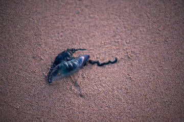 Medusa muerta en la costa de Fuerteventura