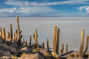 Giant cactus forest on Incahuasi Isalnd in the middle of the Salar de Uyuni, the world's largest salt flat, Bolivian altiplano