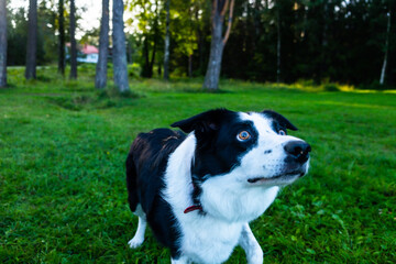 a portrait of a black and white dog. Pets