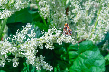 A bright butterfly sits on a flowering plant. A beautiful butterfly on the leaves. Insects in the warm season. The beauty of life in nature and living organisms.