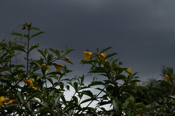 very cloudy and dar sky before heavy rain