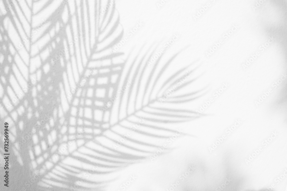 Aufkleber Grey shadow of natural palm leaf and tree abstract background falling on white wall texture for background and wallpaper. Tropical palm leaves foliage shadow overlay effect, foliage mockup and design