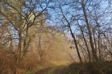 Herbstlicher Nebelwald