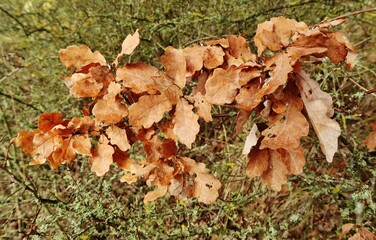 Hellbraunes Eichenlaub