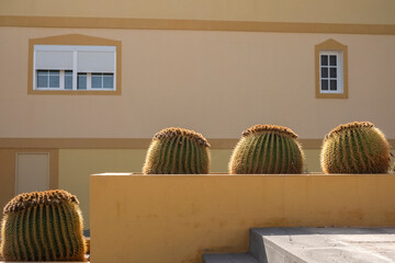 Cactus, decoración