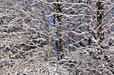 Verschneiter Wald
