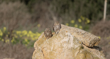 Little Owl (Athene noctua) pair, next to each other, perched on a stone, southern Sardinia.
