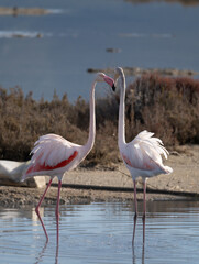 pink flamingos in their natural environment fighting for the supremacy of the group.