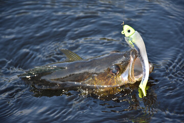 Walleye caught on a jig  