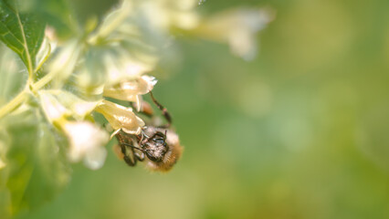 bee on a green leaf