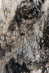 Bark-textured tree trunk in a natural forest setting, showcasing the rough and abstract patterns of aged wood on the surface