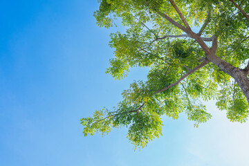 Vibrant green leaves under a bright blue sky in a lush, natural environment with trees and...