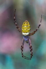 spider on the web