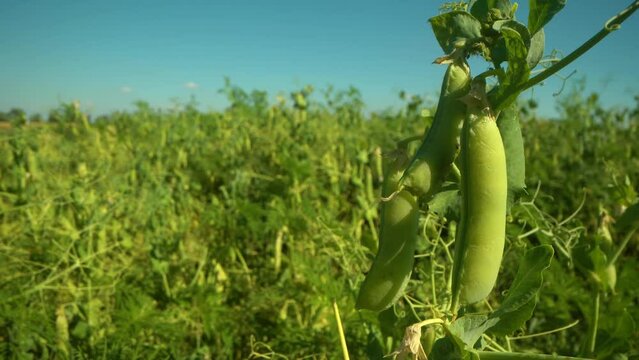 Fresh Green Peas Growing in the Garden. Harvesting young green peas. Summer in garden, fresh pea pods. Macro shot agriculture