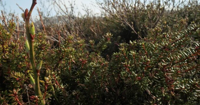 Arctic Tundra. Empetrum is a genus of three species of dwarf evergreen shrubs in the heath family Ericaceae. They are commonly known as crowberries and bear edible fruit.